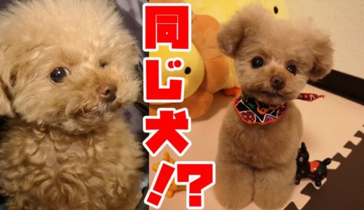 トリミング行ったら別の犬になって帰ってきた！！【ティーカッププードル　トイプードル　teacup poodle】