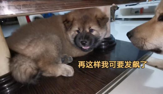 中华田园犬狗崽调皮搞破坏，被女主人盘得气急败坏，生无可恋！