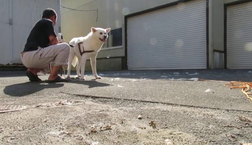 【秋田犬ゆうき】季節の変わり目のシャンプーは結構大変なことになります【akita dog】