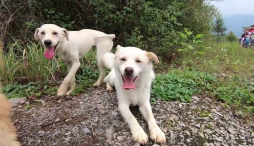 田園犬跟隨主人上坡，為了超越主人死命的奔跑，累的直喘氣