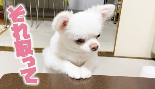 「パパ取って」お願いの仕方を心得ているツンデレ犬！あざといチワワのコハク