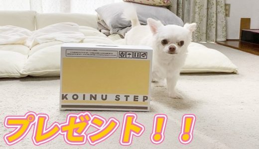 何が入っているか楽しみなのは犬も同じです！プレゼントを開ける時の可愛いチワワのコハク【WAN Smile BOX】