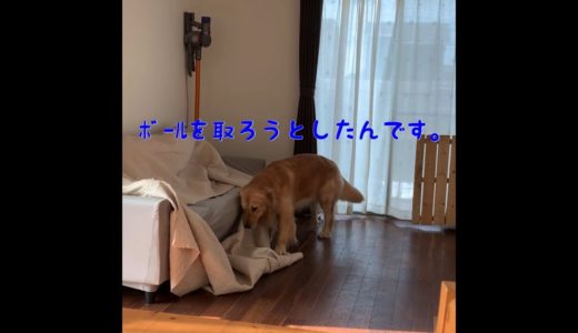 【大型犬】過去の事を誤魔化そうとする、ゴールデンレトリバーのれお