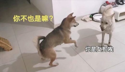 中华田园犬小白和灰灰惺惺相惜，情不自禁，阿黄：我太绿了！