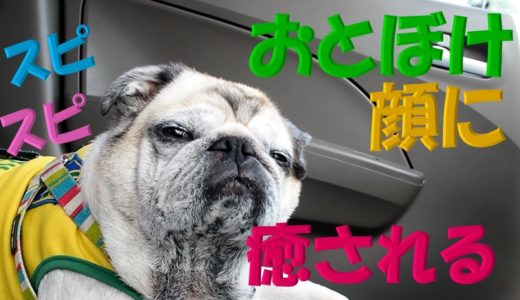 【パグ】pug  ブサかわ犬のとぼけた顔って最強ww