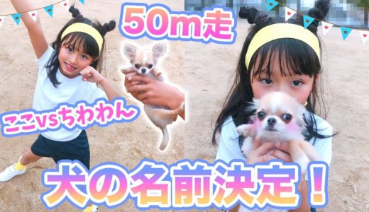 犬の名前決定！🐶こことチワワの50m走！どっちの方が速い！？【ここのの】