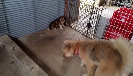 ポテの里帰り・かつて暮らしていた犬舎で、小さい子犬に会ったポテ