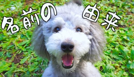 🐶僕の犬の名前がグリィになった理由。【トイプードルのグリィ】【犬】【dog】【toy poodle】