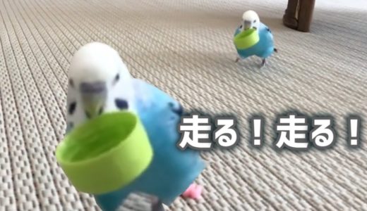 遊びを誘ってきたインコ。犬のように持ってきてくれる　My bird is like a dog.