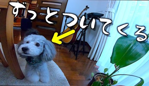 🐶掃除機をかけるとずっと付いてくる犬【トイプードルのグリィ】【犬】【dog】【toy poodle】