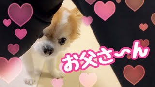 脚の隙間から一生懸命覗き込む犬が可愛すぎた【チワワ】