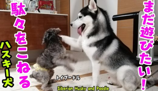 まだ遊びたい！駄々をこねるハスキー犬とプードル Husky and Poodle