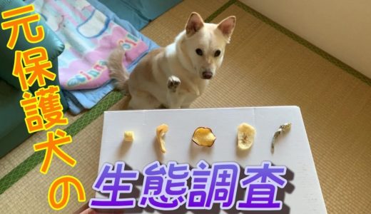 元保護犬コハクによるおやつ選手権！一番食い付きの良いおやつはどれでしょう？