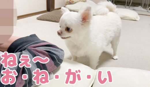 想いを伝えたくて一生懸命話しかける可愛い犬！頼みごとがあるチワワのコハク