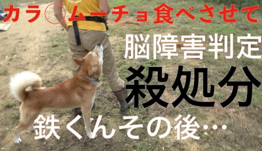 保健所に脳障害と判定された保護犬 鉄くんのその後Animal Rescue Nursing