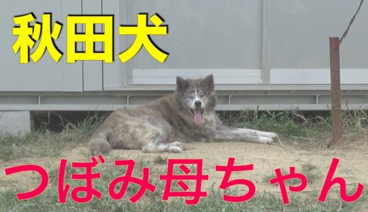 秋田犬つぼみ母ちゃんとフレブル小次郎くん Animal Rescue Nursing