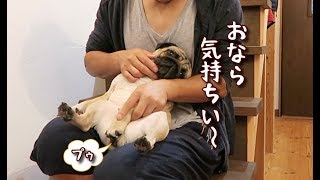 まったりしすぎてオナラが止まらないパグ犬ぷぅ Pug Farts