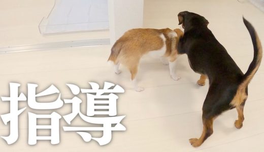 パパ帰宅にはしゃぎ過ぎた子犬、先輩犬から注意される