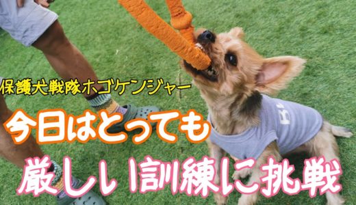 保護犬戦隊ホゴケンジャー 🐶🐶 今日はとっても厳しい訓練