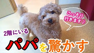 2階にいるパパに内緒で犬とこっそり会いに行ってみたら楽しかったｗ【トイプードル】