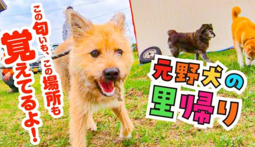 保護犬の里帰り！昔、育った場所であの頃のように大はしゃぎしました！