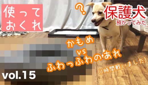 【保護犬預かり】固いところでしか寝たことないと思うので【2ヶ月と24日目】