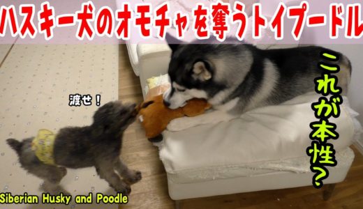 ハスキー犬のおもちゃを強引に奪うプードル　これが本性？！Husky and Poodle