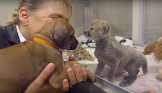 子供時代に出会った犬とチーター。その後２年経っても、２匹はやはり互いに無二の親友です。