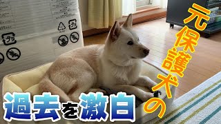 元保護犬コハクの知られざる過去。我が家に譲渡される前のコハクのお話。