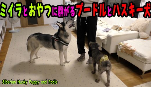 ミイラとおやつに群がるプードルとハスキー犬がかわいい Husky and Poodle