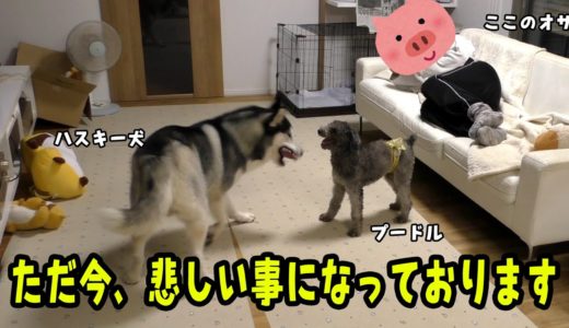 ただ今、悲しいことになっております。ハスキー犬とプードルが・・・ Husky and Poodle