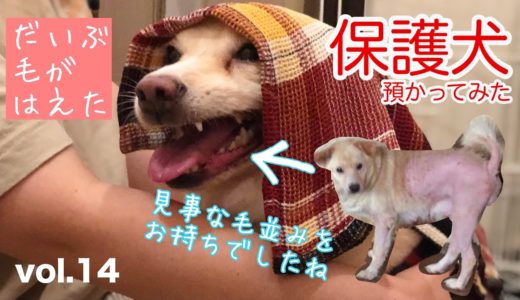 【保護犬預かり】しっぽ、ゴボウだったのに【2ヶ月と20日目】