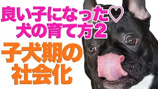 犬の育て方　子犬期の社会化ガッツリやりました　ココの場合2