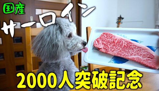 🐶国産サーロインを食す犬。登録者2000人突破記念！【トイプードルのグリィ】【犬】【dog】【toy poodle】