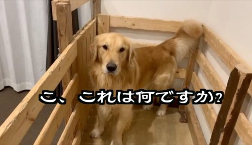 【大型犬】初めてのものは怖い、ゴールデンレトリバーのれお