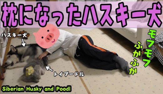 ハスキー犬を枕にしてトイプードルを撫でて寝る Husky and Poodle