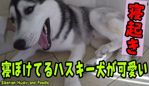 寝ぼけているハスキー犬が面白くて可愛い Husky and Poodle