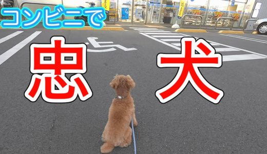 ママがコンビニに行くだけで心配そうに待つ犬が可愛いw【トイプードル】