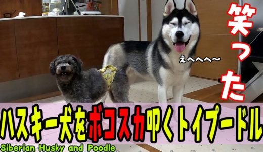 ハスキー犬の頭をボコスカ叩くトイプードルが面白くて可愛い Husky and Poodle