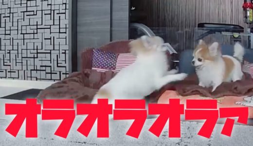 飼い主が出掛けたのを確認すると先住犬に喧嘩を仕掛ける暴君チワワ！