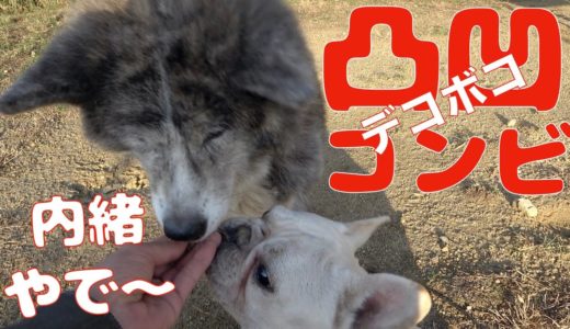 秋田犬 つぼみちゃんフレブル小次郎くんデコボココンビ 二人とも精一杯の喜びが伝ってこない（笑）