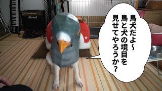 柴犬小春　鳥犬だよ〜　後編、犬もこたつで丸くなる