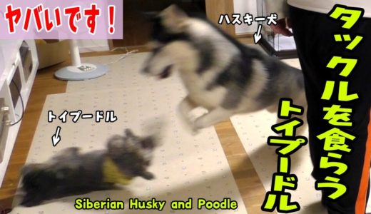 ハスキー犬のメガトンタックルがトイプードルに・・・Husky and Poodle