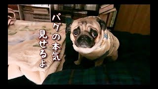 これぞパグ犬の本気!! ベッドで荒ぶり興奮気味に鼻息メロディを奏でるパグ犬ぷぅ Pug