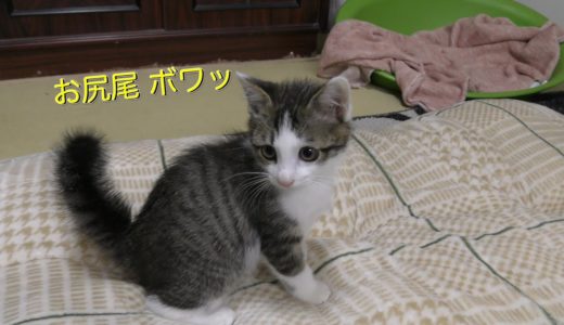 犬が苦手な子猫、柴犬と仲良くなる練習をします。