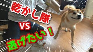 【京の柴犬】逃げるてんちゃん、追う乾かし隊！　太郎の犬モノガタリ＃１８３