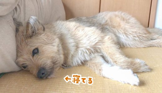 かわいい！夢の中で走る犬がねぼけながら甘えてきました！