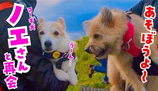 コーギー犬ノエさん一家が遊びに来たよ！【飼い主の関係性も初告白】