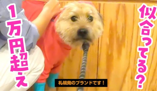 犬のために高機能な服を買いました