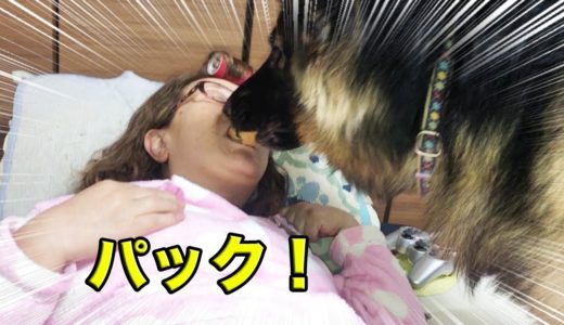 大型犬と孫達の午後・しっかり食べて・しっかり遊ぶ・問題は宿題ですね！